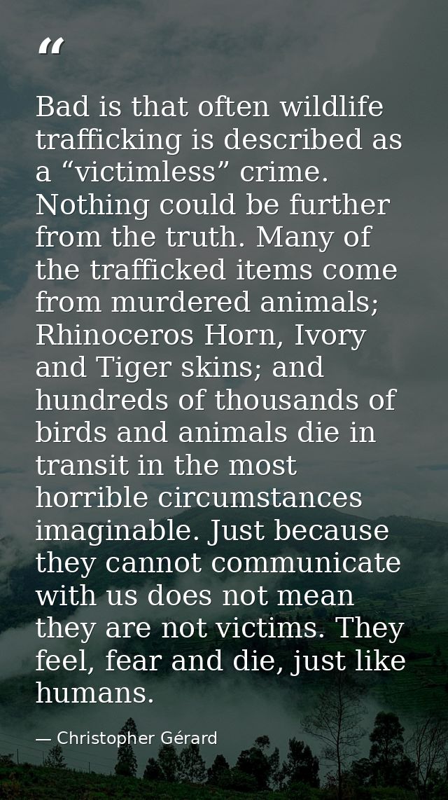 Bad is that often wildlife trafficking is described as a “victimless” crime. Nothing could be further from the truth. Ma — Christopher Gérard