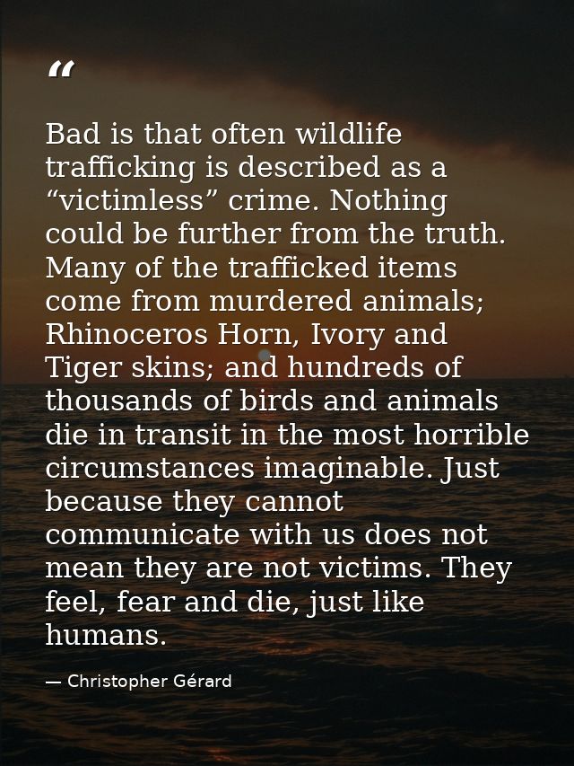 Bad is that often wildlife trafficking is described as a “victimless” crime. Nothing could be further from the truth. Ma — Christopher Gérard