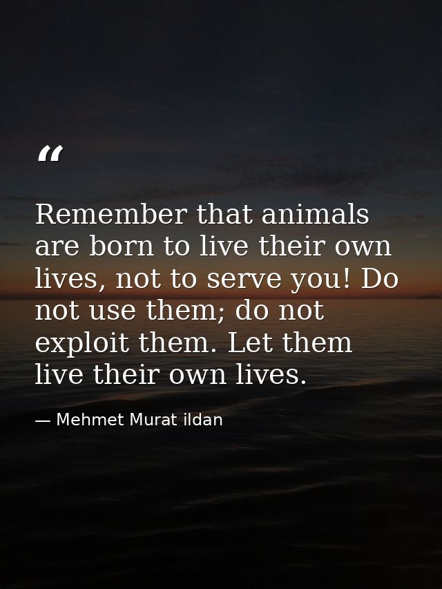 Remember that animals are born to live their own lives, not to serve you! Do not use them; do not exploit them. Let them — Mehmet Murat ildan