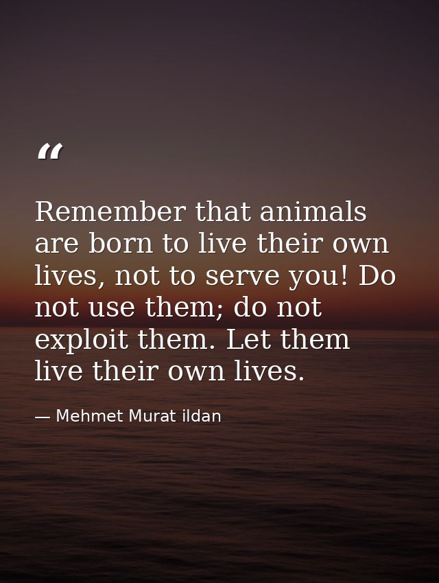 Remember that animals are born to live their own lives, not to serve you! Do not use them; do not exploit them. Let them — Mehmet Murat ildan