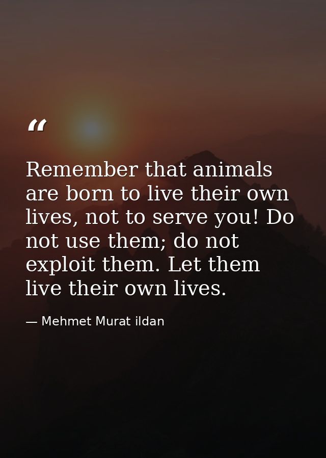 Remember that animals are born to live their own lives, not to serve you! Do not use them; do not exploit them. Let them — Mehmet Murat ildan