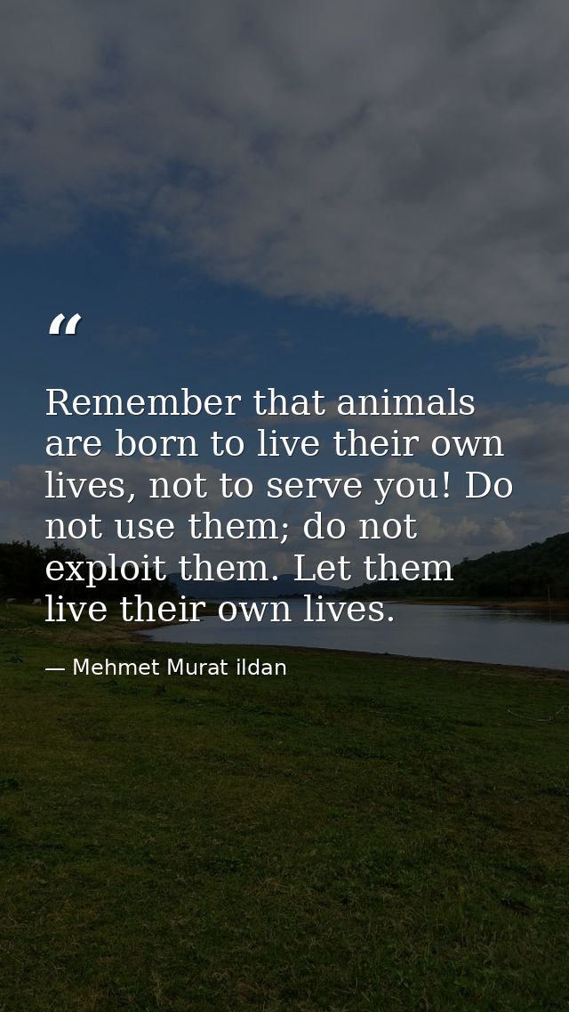 Remember that animals are born to live their own lives, not to serve you! Do not use them; do not exploit them. Let them — Mehmet Murat ildan