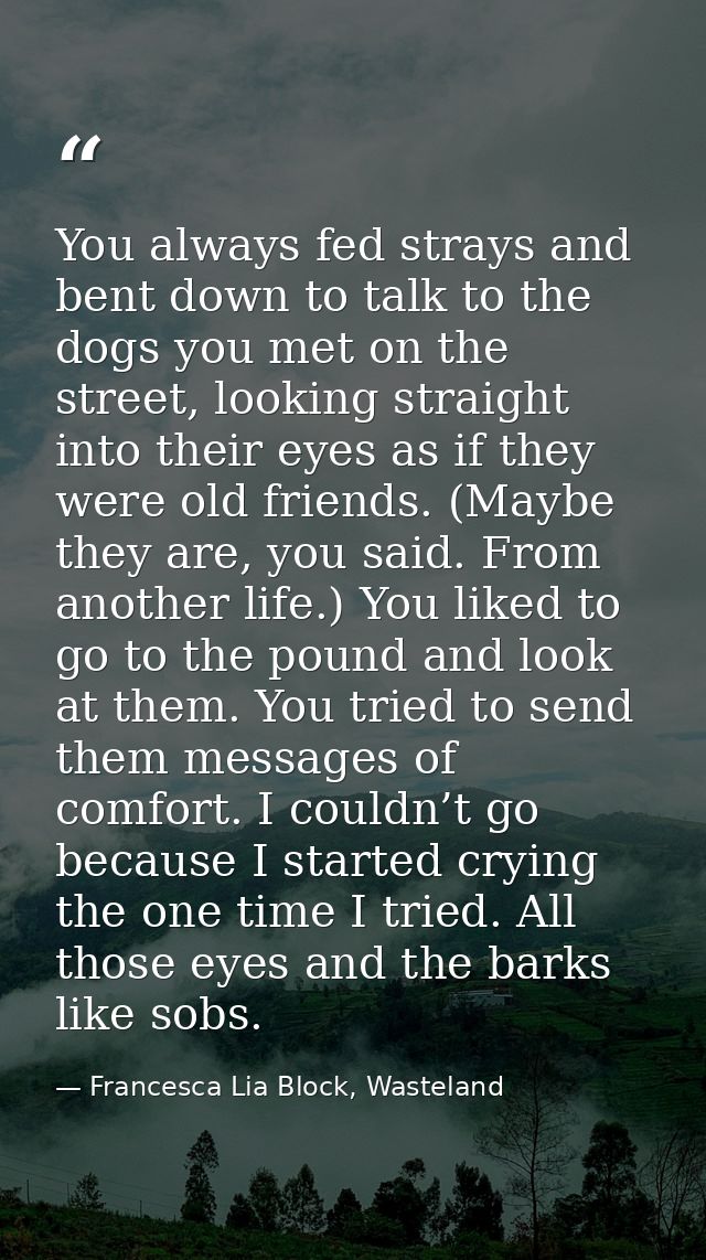 You always fed strays and bent down to talk to the dogs you met on the street, looking straight into their eyes as if th — Francesca Lia Block, Wasteland