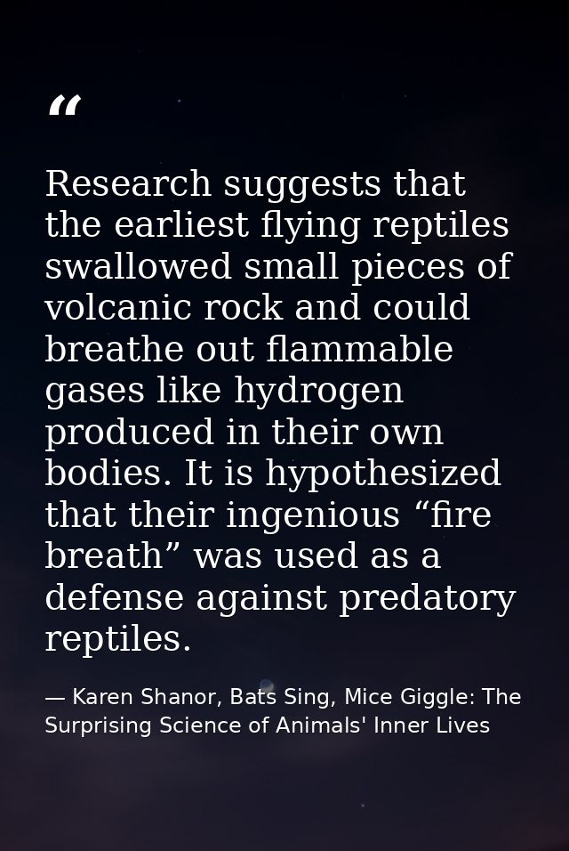Research suggests that the earliest flying reptiles swallowed small pieces of volcanic rock and could breathe out flamma — Karen Shanor, Bats Sing, Mice Giggle: The Surprising Science of Animals' Inner Lives