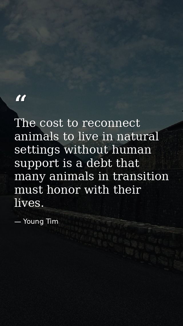 The cost to reconnect animals to live in natural settings without human support is a debt that many animals in transitio — Young Tim