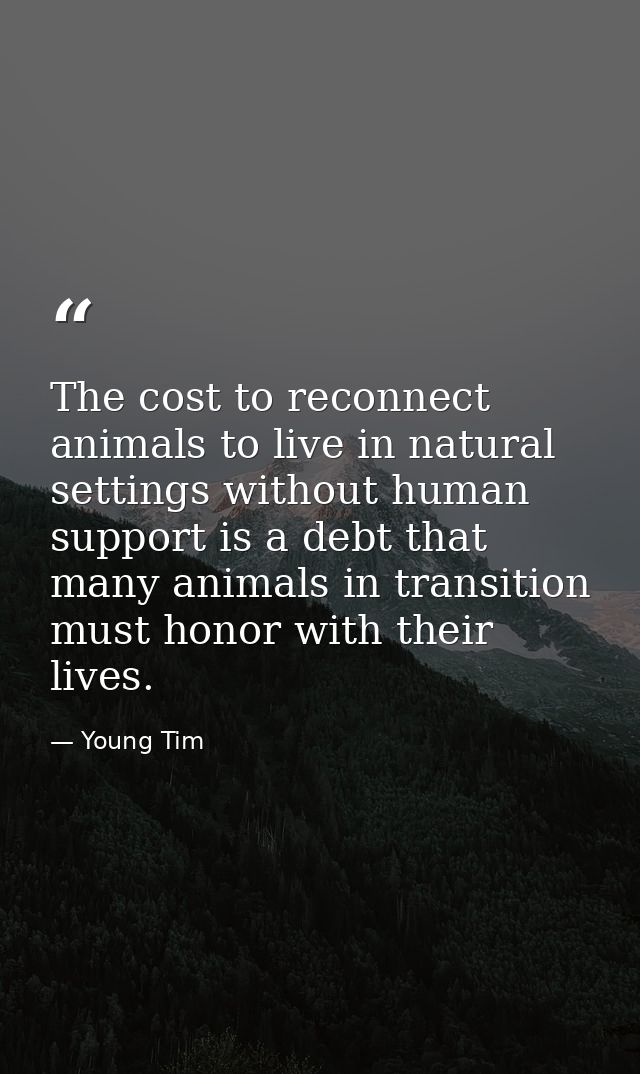 The cost to reconnect animals to live in natural settings without human support is a debt that many animals in transitio — Young Tim