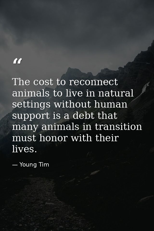 The cost to reconnect animals to live in natural settings without human support is a debt that many animals in transitio — Young Tim