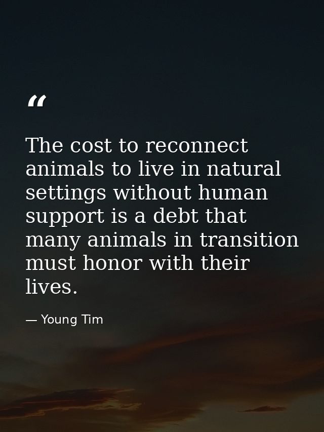 The cost to reconnect animals to live in natural settings without human support is a debt that many animals in transitio — Young Tim