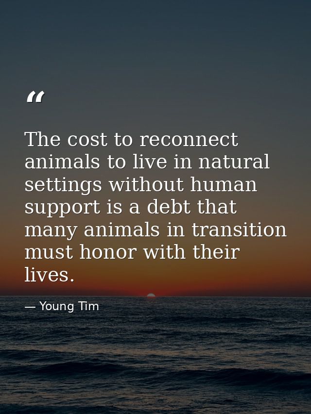 The cost to reconnect animals to live in natural settings without human support is a debt that many animals in transitio — Young Tim