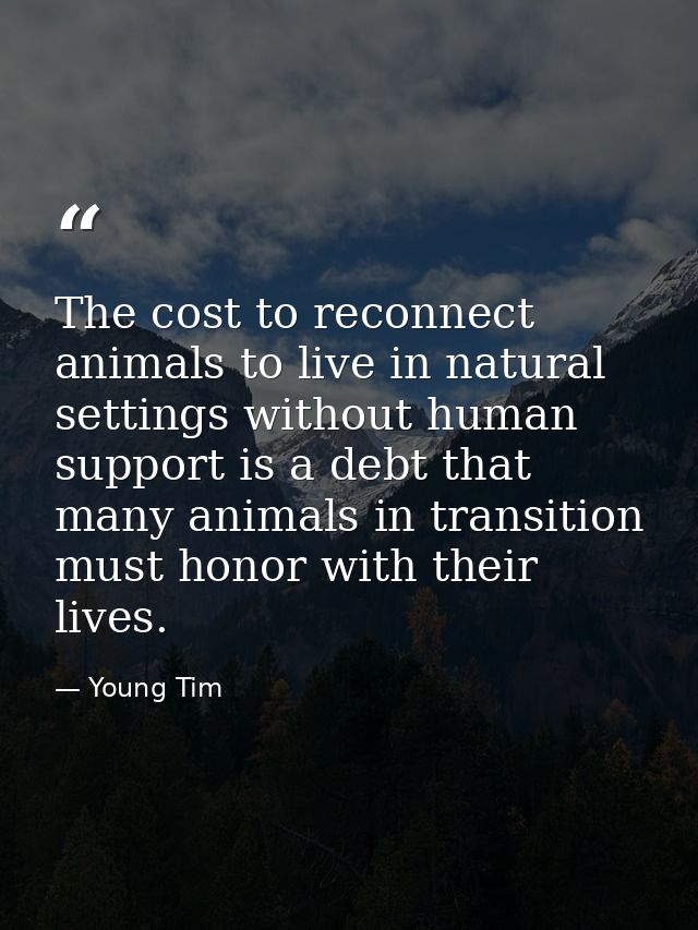 The cost to reconnect animals to live in natural settings without human support is a debt that many animals in transitio — Young Tim