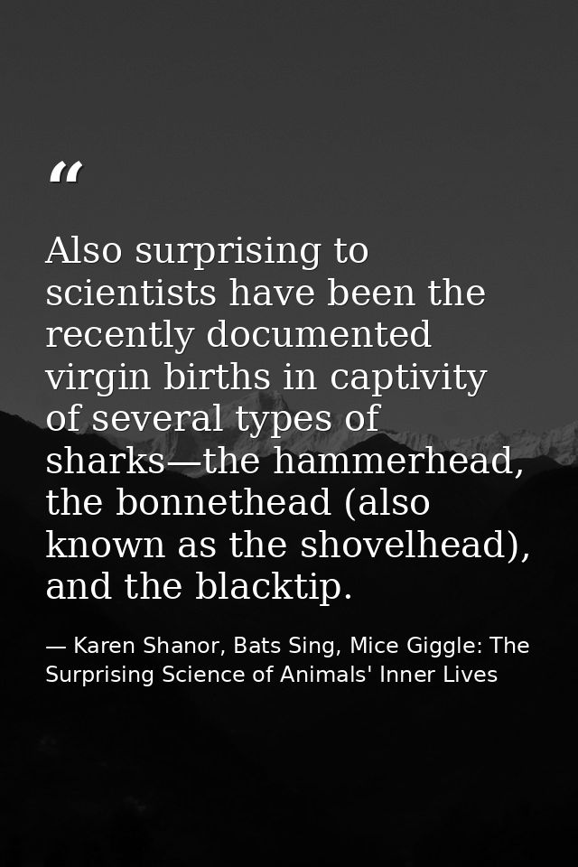 Also surprising to scientists have been the recently documented virgin births in captivity of several types of sharks—th — Karen Shanor, Bats Sing, Mice Giggle: The Surprising Science of Animals' Inner Lives