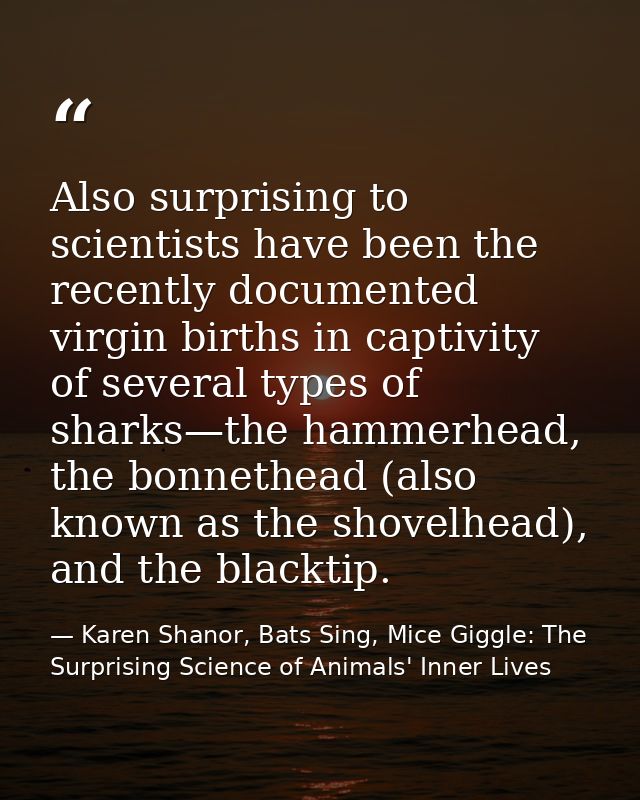 Also surprising to scientists have been the recently documented virgin births in captivity of several types of sharks—th — Karen Shanor, Bats Sing, Mice Giggle: The Surprising Science of Animals' Inner Lives