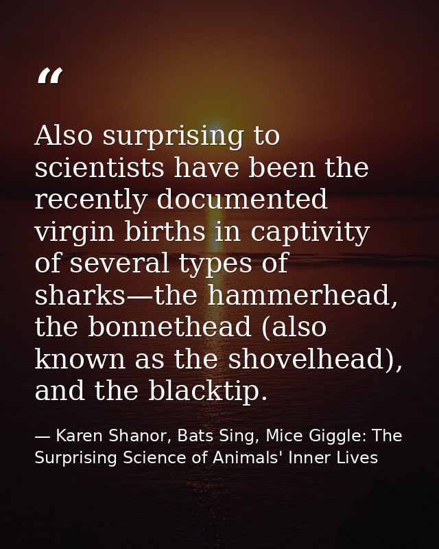 Also surprising to scientists have been the recently documented virgin births in captivity of several types of sharks—th — Karen Shanor, Bats Sing, Mice Giggle: The Surprising Science of Animals' Inner Lives