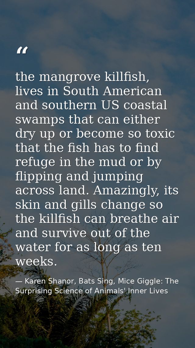 the mangrove killfish, lives in South American and southern US coastal swamps that can either dry up or become so toxic  — Karen Shanor, Bats Sing, Mice Giggle: The Surprising Science of Animals' Inner Lives