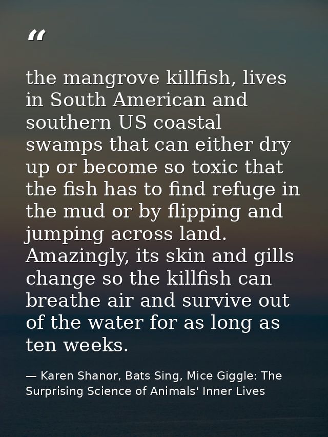 the mangrove killfish, lives in South American and southern US coastal swamps that can either dry up or become so toxic  — Karen Shanor, Bats Sing, Mice Giggle: The Surprising Science of Animals' Inner Lives