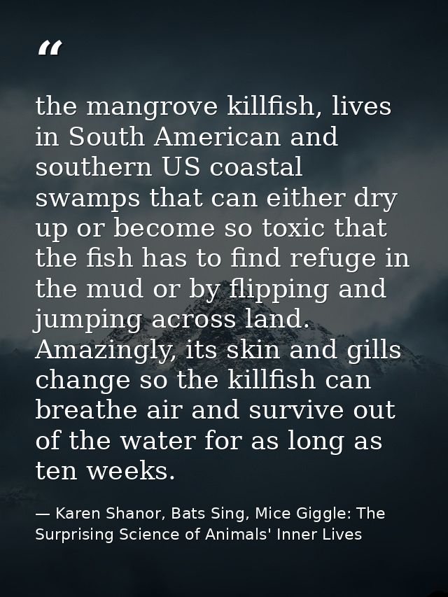 the mangrove killfish, lives in South American and southern US coastal swamps that can either dry up or become so toxic  — Karen Shanor, Bats Sing, Mice Giggle: The Surprising Science of Animals' Inner Lives