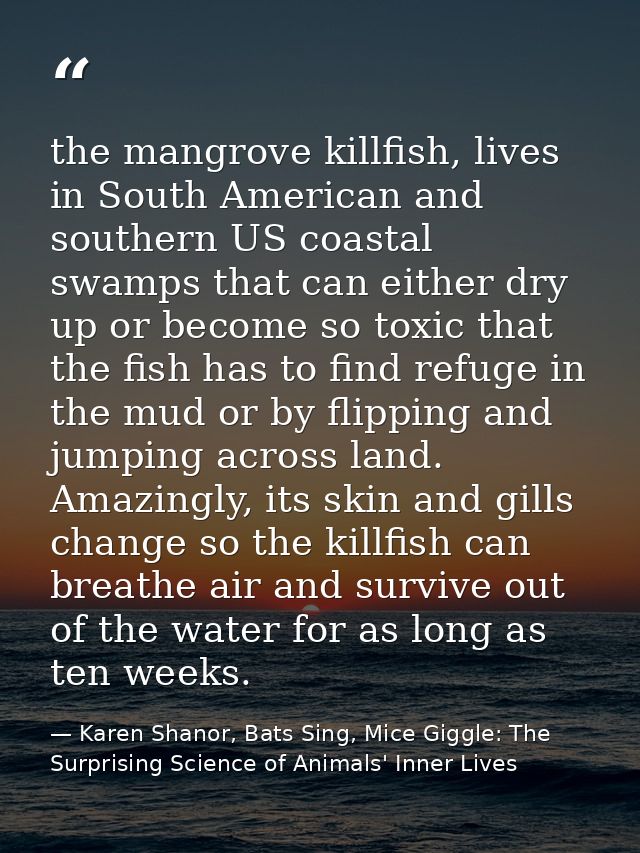 the mangrove killfish, lives in South American and southern US coastal swamps that can either dry up or become so toxic  — Karen Shanor, Bats Sing, Mice Giggle: The Surprising Science of Animals' Inner Lives