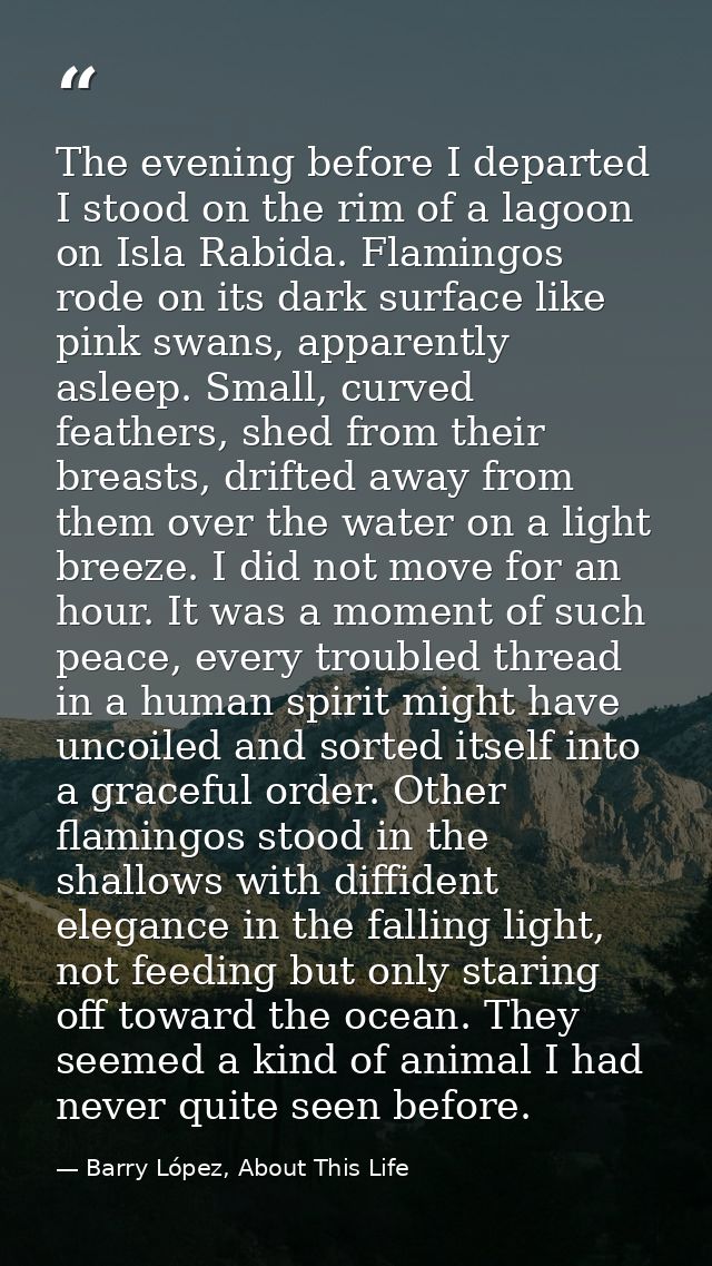 The evening before I departed I stood on the rim of a lagoon on Isla Rabida. Flamingos rode on its dark surface like pin — Barry López, About This Life
