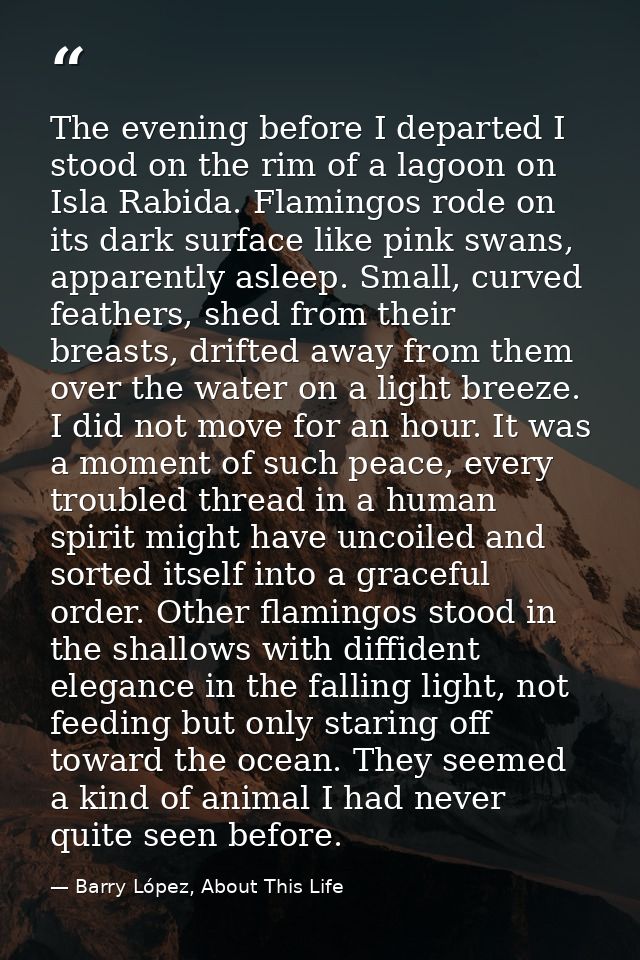 The evening before I departed I stood on the rim of a lagoon on Isla Rabida. Flamingos rode on its dark surface like pin — Barry López, About This Life