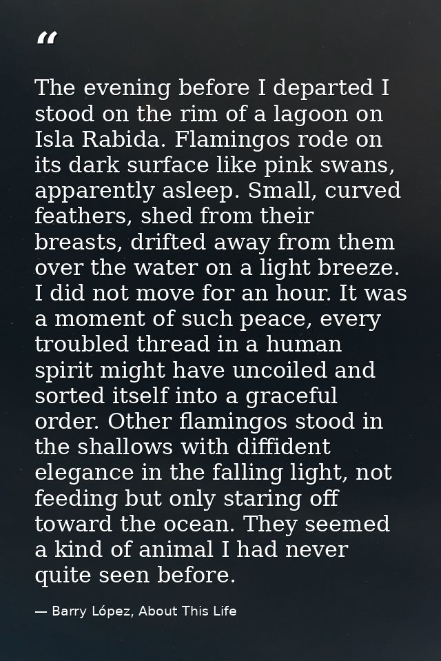 The evening before I departed I stood on the rim of a lagoon on Isla Rabida. Flamingos rode on its dark surface like pin — Barry López, About This Life