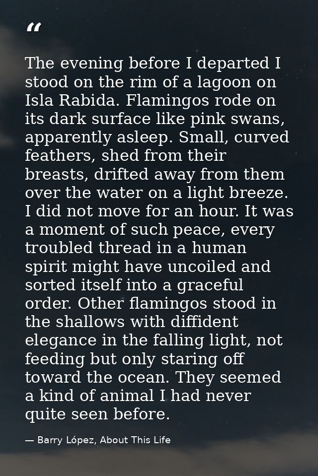 The evening before I departed I stood on the rim of a lagoon on Isla Rabida. Flamingos rode on its dark surface like pin — Barry López, About This Life