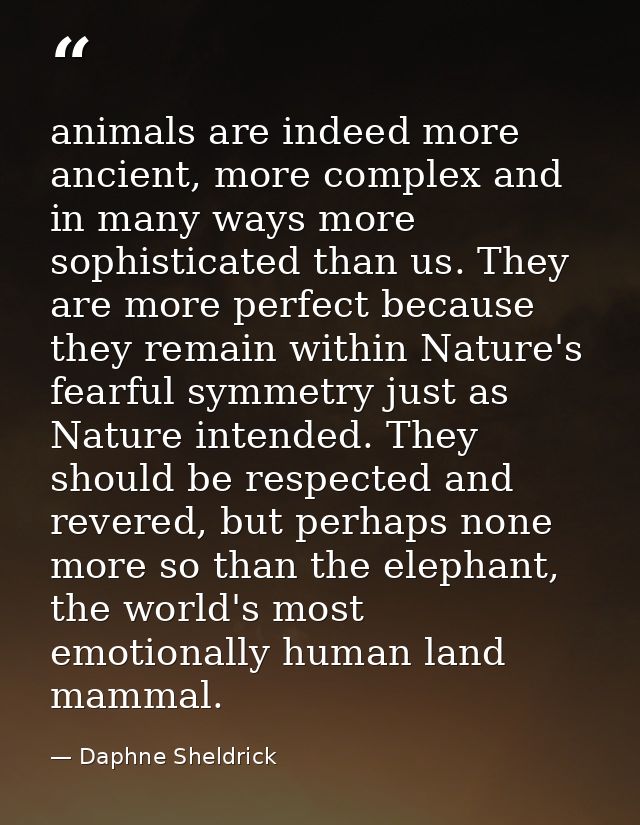 animals are indeed more ancient, more complex and in many ways more sophisticated than us. They are more perfect because — Daphne Sheldrick