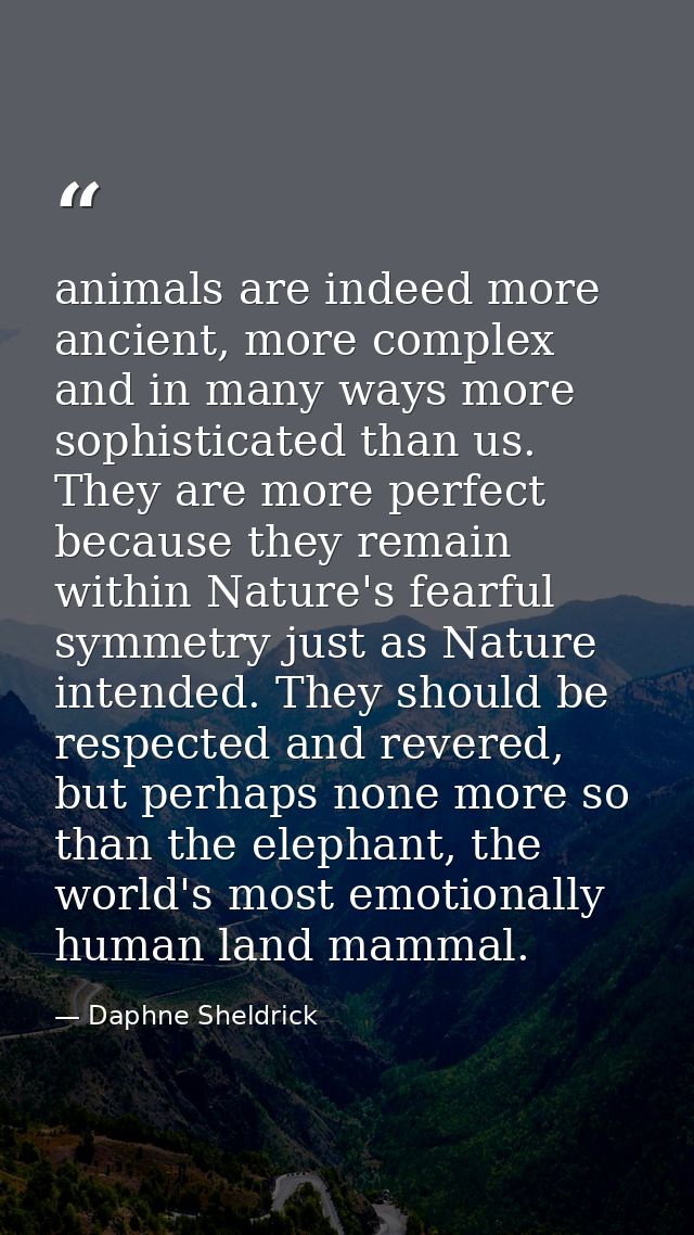 animals are indeed more ancient, more complex and in many ways more sophisticated than us. They are more perfect because — Daphne Sheldrick
