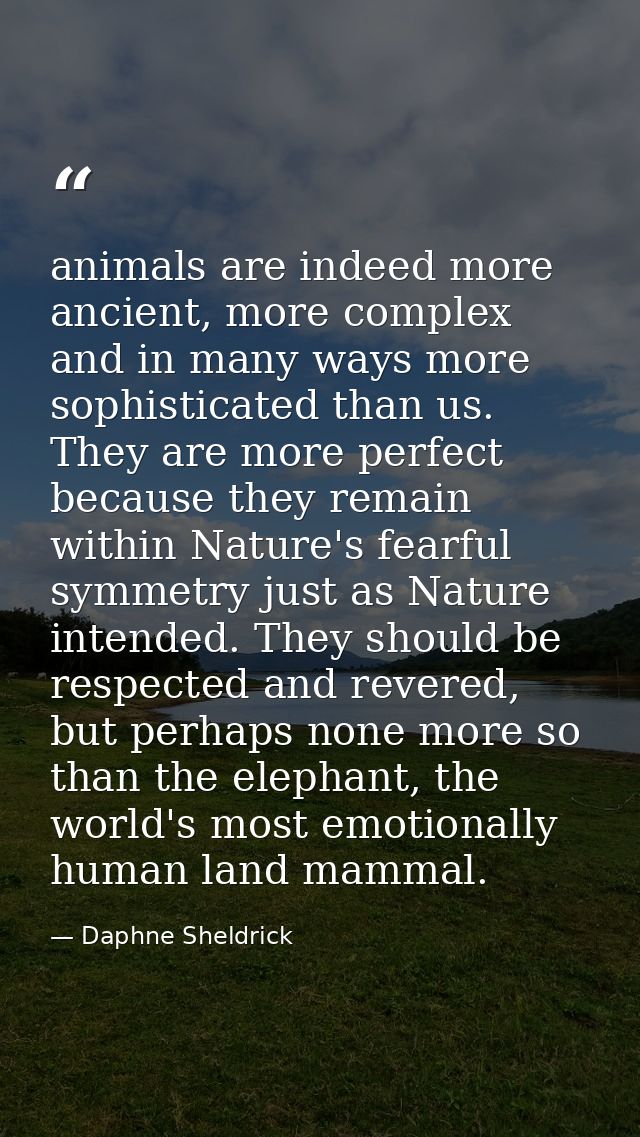 animals are indeed more ancient, more complex and in many ways more sophisticated than us. They are more perfect because — Daphne Sheldrick