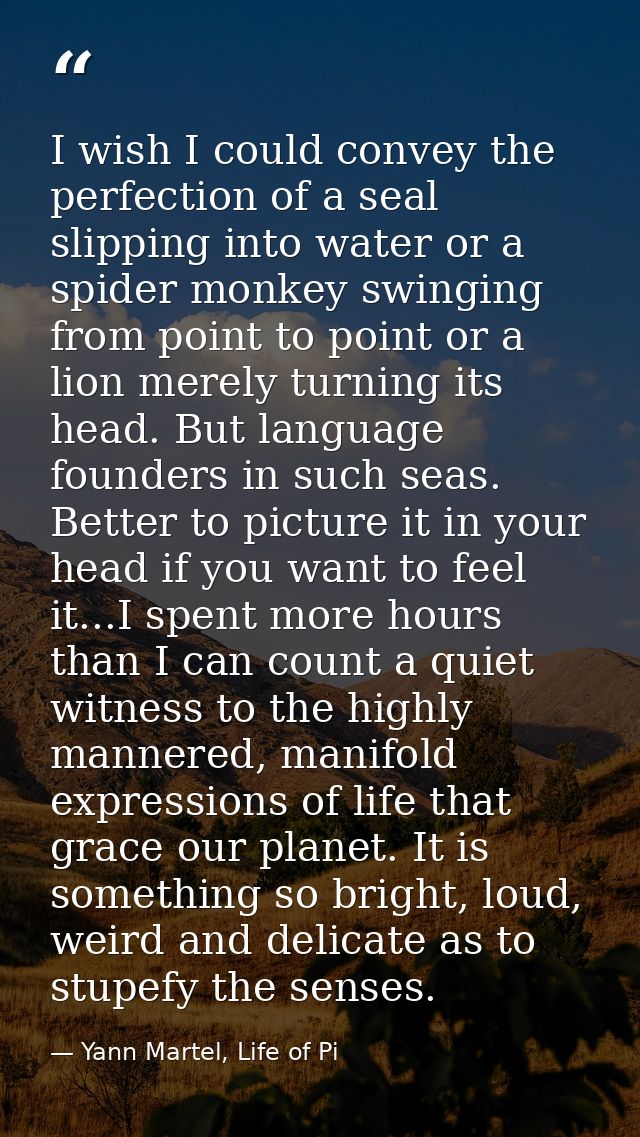 I wish I could convey the perfection of a seal slipping into water or a spider monkey swinging from point to point or a  — Yann Martel, Life of Pi