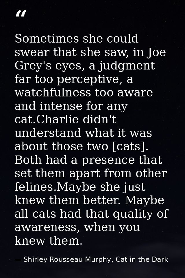 Sometimes she could swear that she saw, in Joe Grey's eyes, a judgment far too perceptive, a watchfulness too aware and  — Shirley Rousseau Murphy, Cat in the Dark