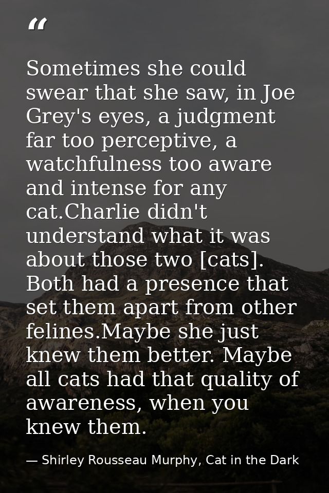 Sometimes she could swear that she saw, in Joe Grey's eyes, a judgment far too perceptive, a watchfulness too aware and  — Shirley Rousseau Murphy, Cat in the Dark