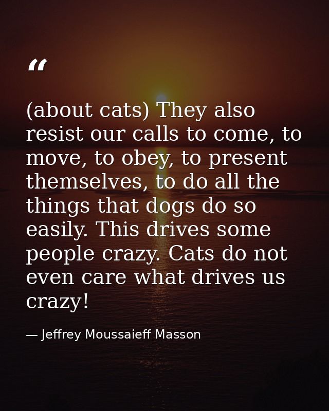 (about cats) They also resist our calls to come, to move, to obey, to present themselves, to do all the things that dogs — Jeffrey Moussaieff Masson