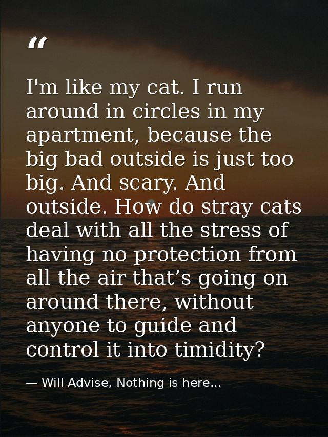 I'm like my cat. I run around in circles in my apartment, because the big bad outside is just too big. And scary. And ou — Will Advise, Nothing is here...