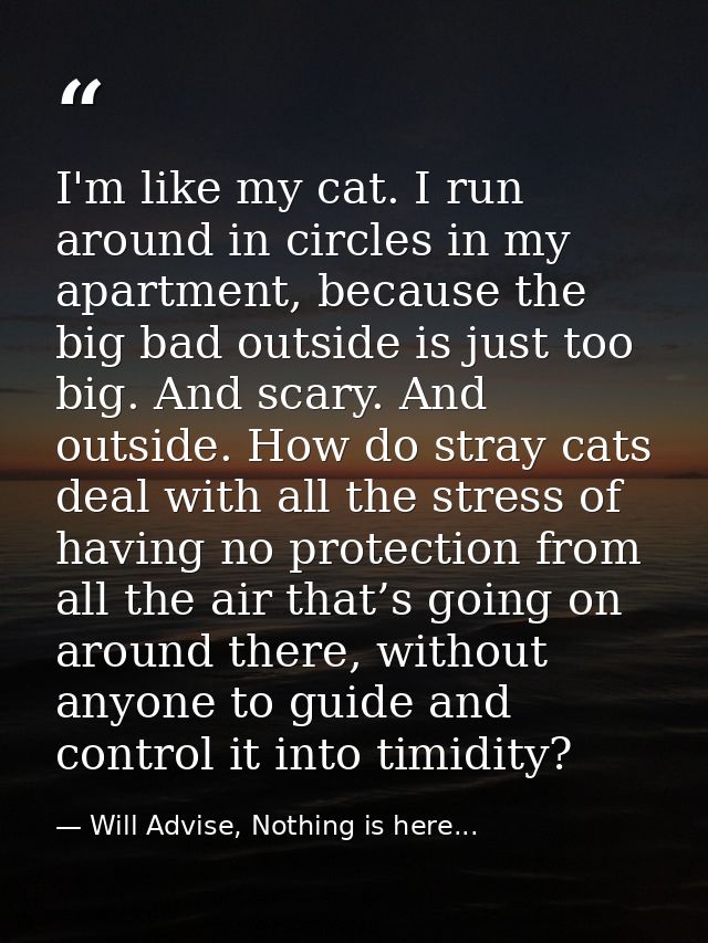 I'm like my cat. I run around in circles in my apartment, because the big bad outside is just too big. And scary. And ou — Will Advise, Nothing is here...