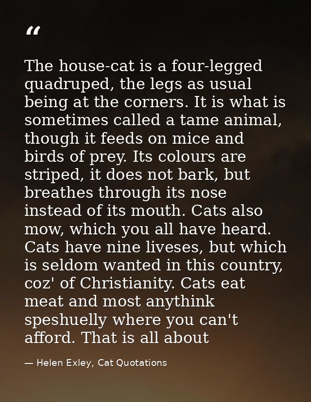 The house-cat is a four-legged quadruped, the legs as usual being at the corners. It is what is sometimes called a tame  — Helen Exley, Cat Quotations