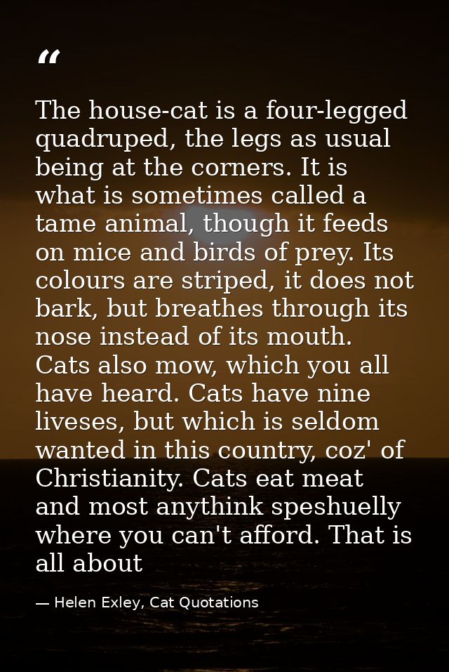 The house-cat is a four-legged quadruped, the legs as usual being at the corners. It is what is sometimes called a tame  — Helen Exley, Cat Quotations