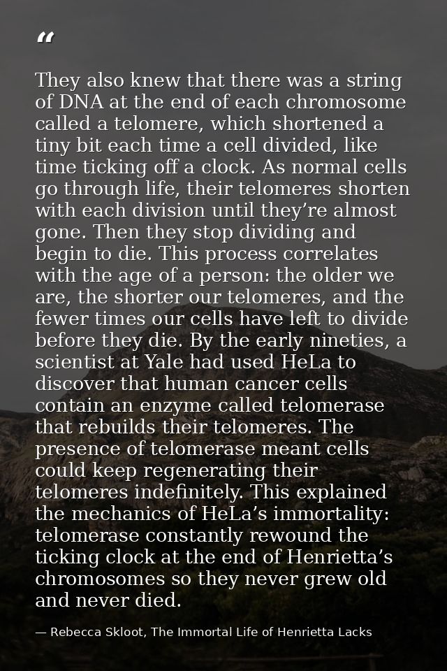 They also knew that there was a string of DNA at the end of each chromosome called a telomere, which shortened a tiny bi — Rebecca Skloot, The Immortal Life of Henrietta Lacks