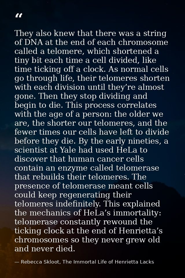 They also knew that there was a string of DNA at the end of each chromosome called a telomere, which shortened a tiny bi — Rebecca Skloot, The Immortal Life of Henrietta Lacks