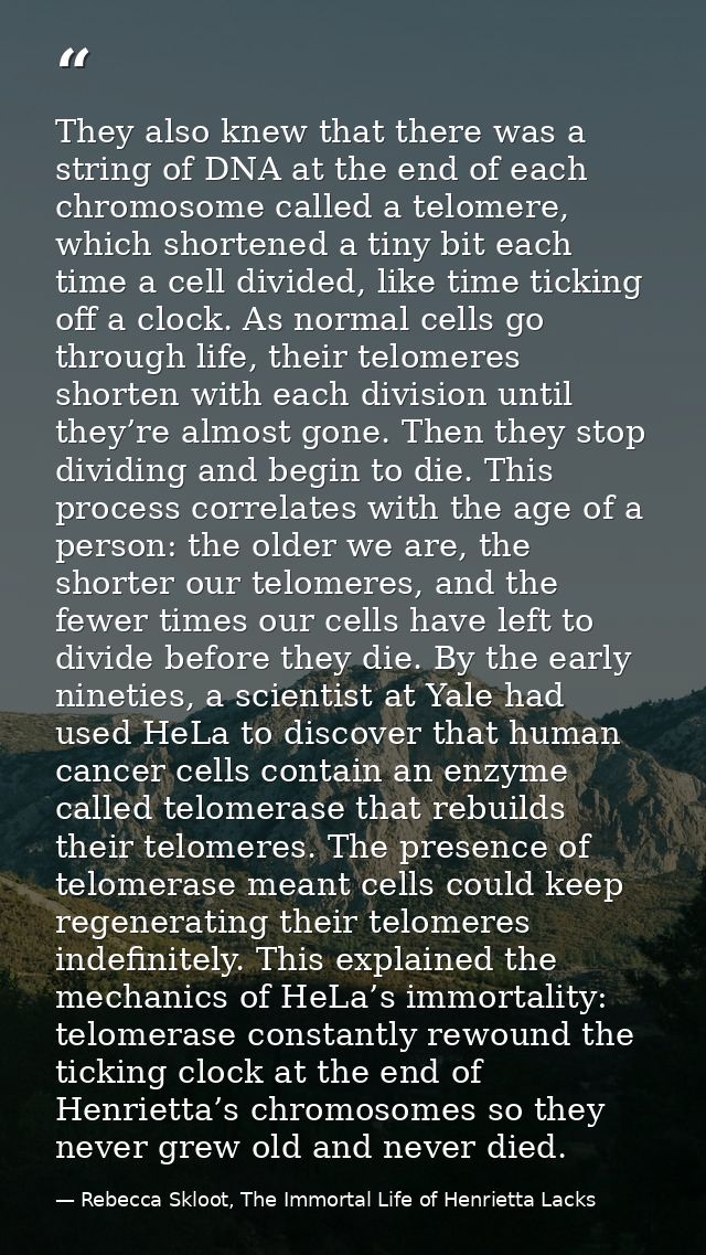 They also knew that there was a string of DNA at the end of each chromosome called a telomere, which shortened a tiny bi — Rebecca Skloot, The Immortal Life of Henrietta Lacks