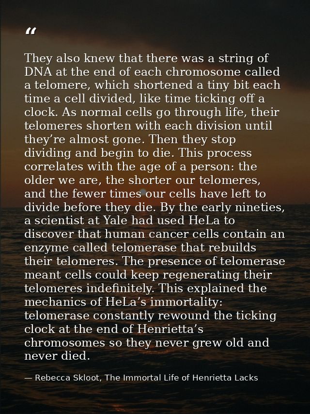 They also knew that there was a string of DNA at the end of each chromosome called a telomere, which shortened a tiny bi — Rebecca Skloot, The Immortal Life of Henrietta Lacks