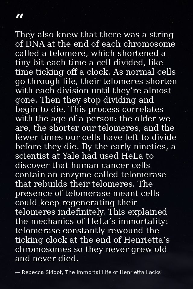 They also knew that there was a string of DNA at the end of each chromosome called a telomere, which shortened a tiny bi — Rebecca Skloot, The Immortal Life of Henrietta Lacks