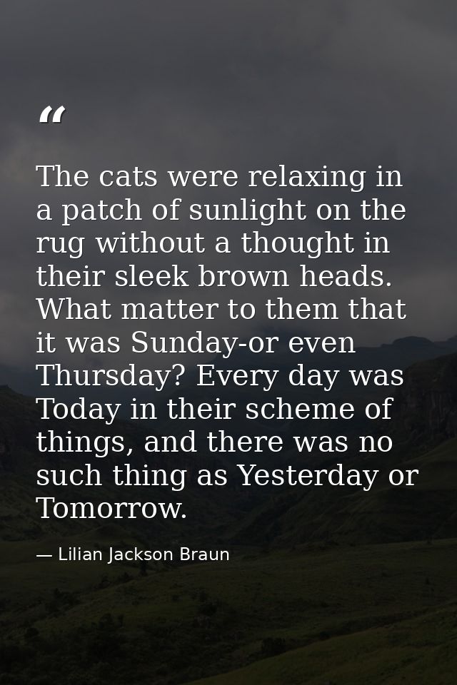 The cats were relaxing in a patch of sunlight on the rug without a thought in their sleek brown heads. What matter to th — Lilian Jackson Braun