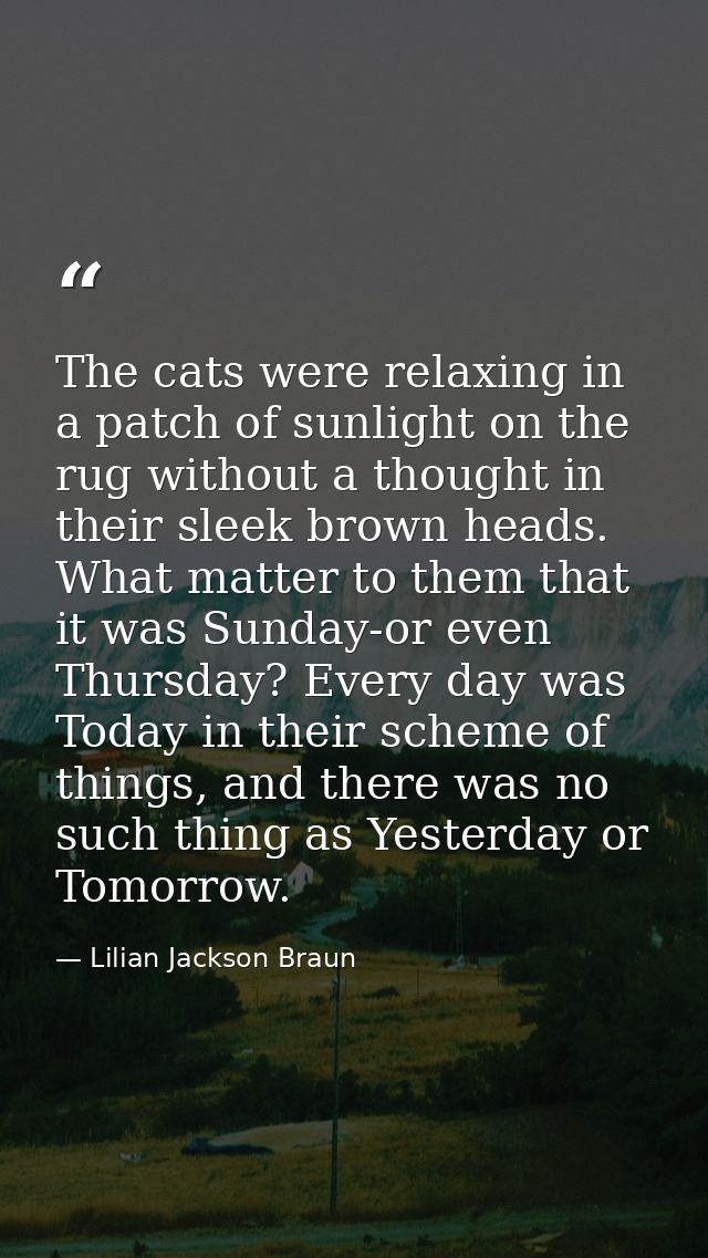The cats were relaxing in a patch of sunlight on the rug without a thought in their sleek brown heads. What matter to th — Lilian Jackson Braun
