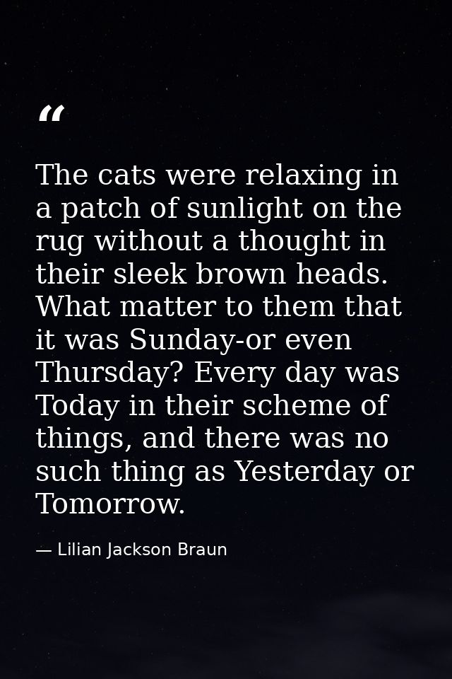 The cats were relaxing in a patch of sunlight on the rug without a thought in their sleek brown heads. What matter to th — Lilian Jackson Braun