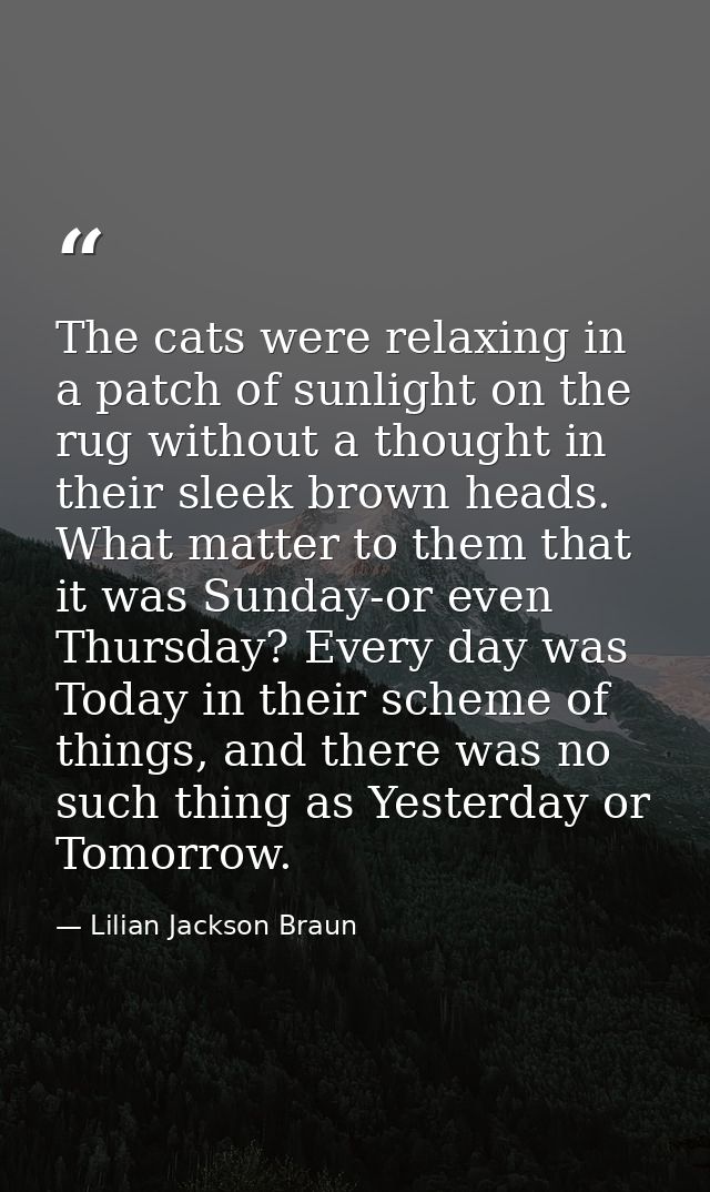 The cats were relaxing in a patch of sunlight on the rug without a thought in their sleek brown heads. What matter to th — Lilian Jackson Braun