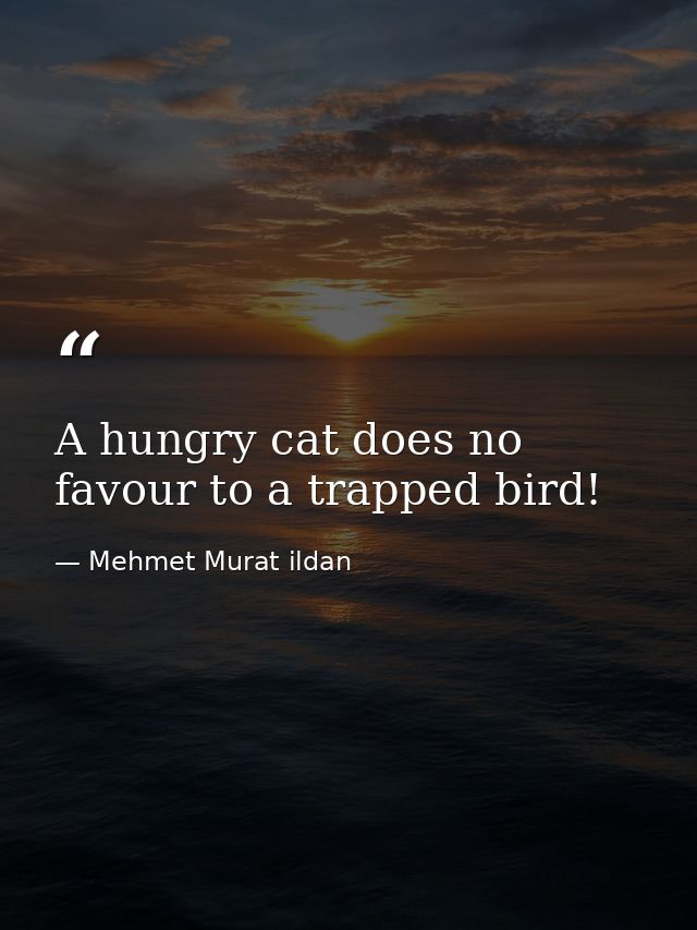 A hungry cat does no favour to a trapped bird! — Mehmet Murat ildan