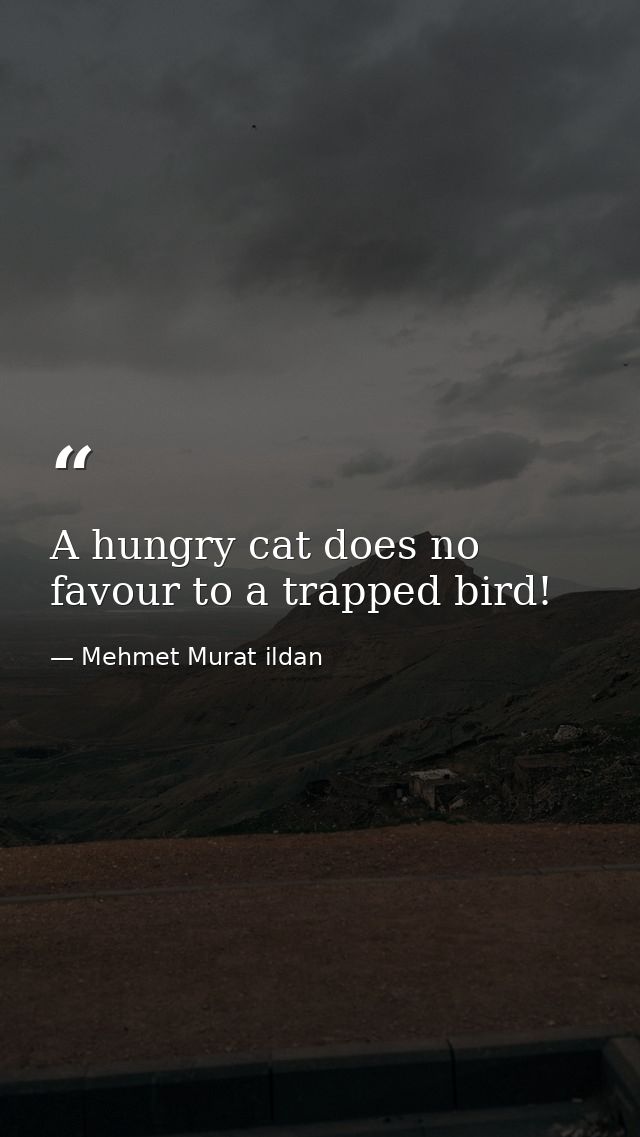 A hungry cat does no favour to a trapped bird! — Mehmet Murat ildan