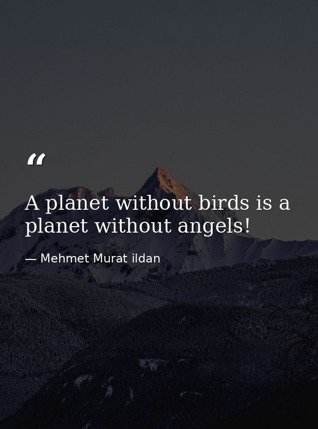 A planet without birds is a planet without angels! — Mehmet Murat ildan