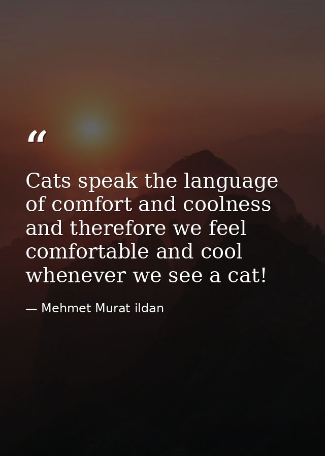 Cats speak the language of comfort and coolness and therefore we feel comfortable and cool whenever we see a cat! — Mehmet Murat ildan
