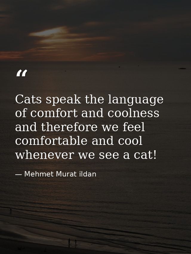Cats speak the language of comfort and coolness and therefore we feel comfortable and cool whenever we see a cat! — Mehmet Murat ildan
